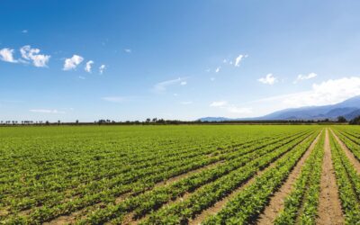 Stockfree Organic